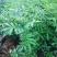 包邮大红袍花椒苗产量大生长快刺少适应性强规格全量大从优