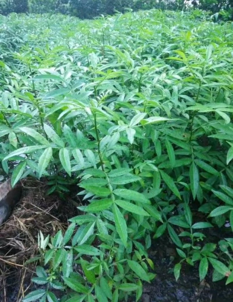 包邮大红袍花椒苗产量大生长快刺少适应性强规格全量大从优