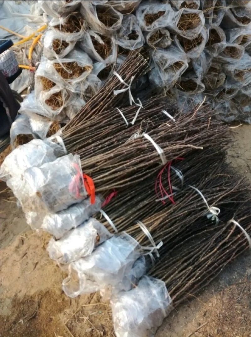 包邮大红袍花椒苗产量大生长快刺少适应性强规格全量大从优