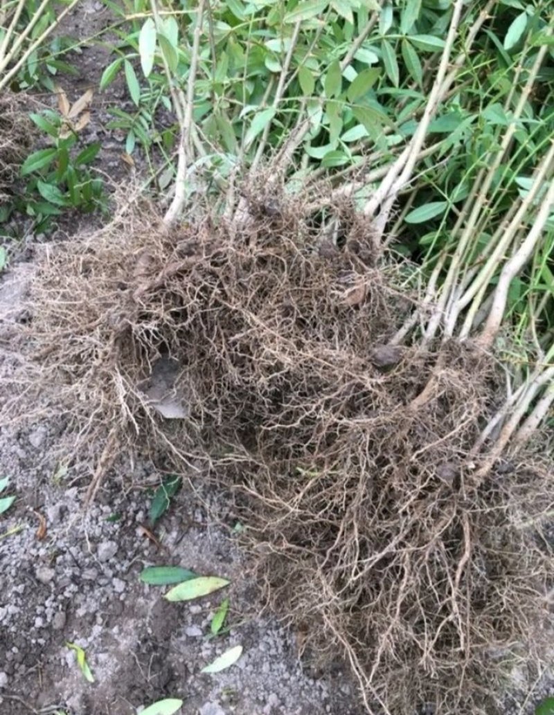 包邮大红袍花椒苗产量大生长快刺少适应性强规格全量大从优