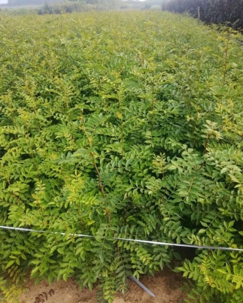 包邮大红袍花椒苗产量大生长快刺少适应性强规格全量大从优