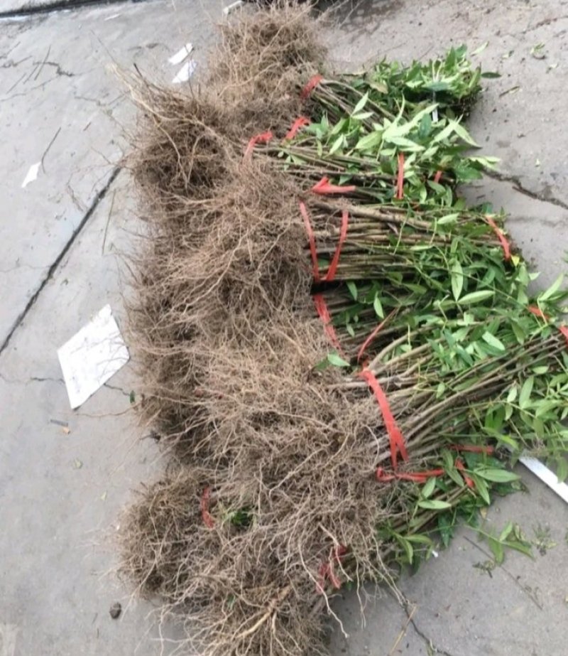 包邮大红袍花椒苗产量大生长快刺少适应性强规格全量大从优