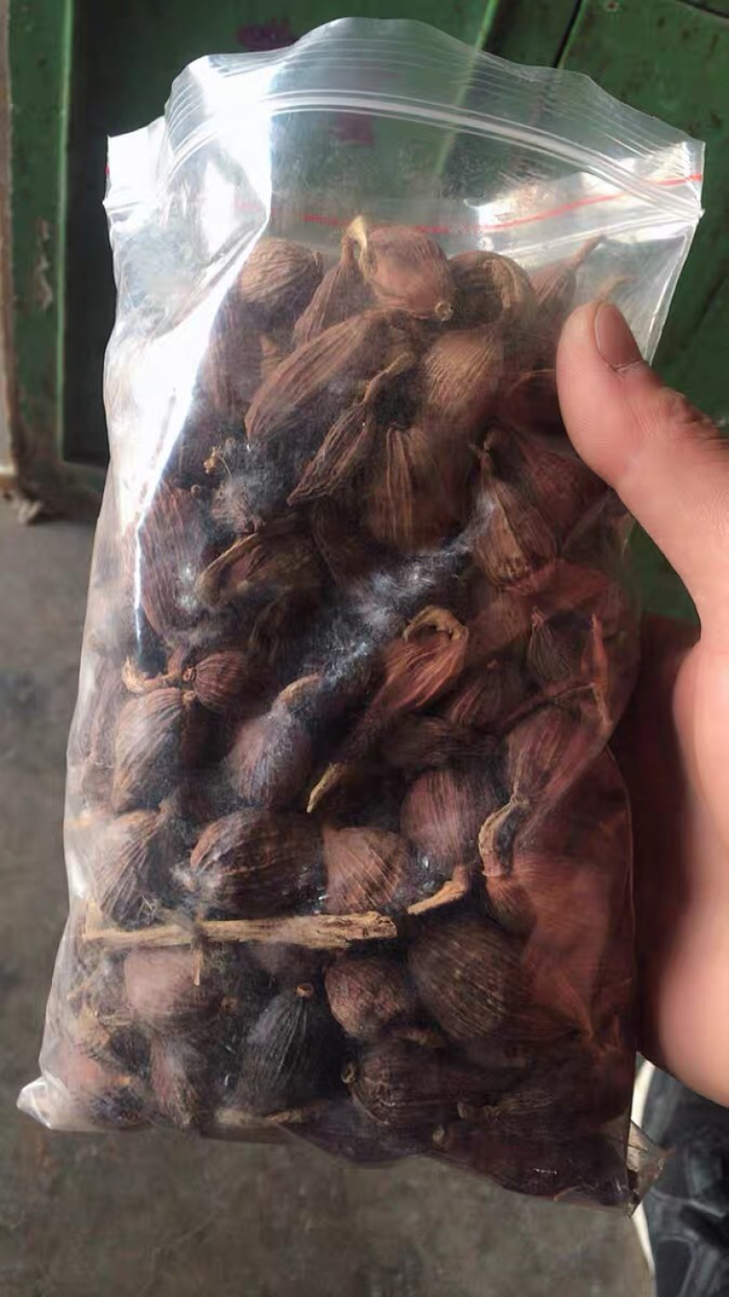 草果农家自种初选草果干货中药材农家初选农副产品