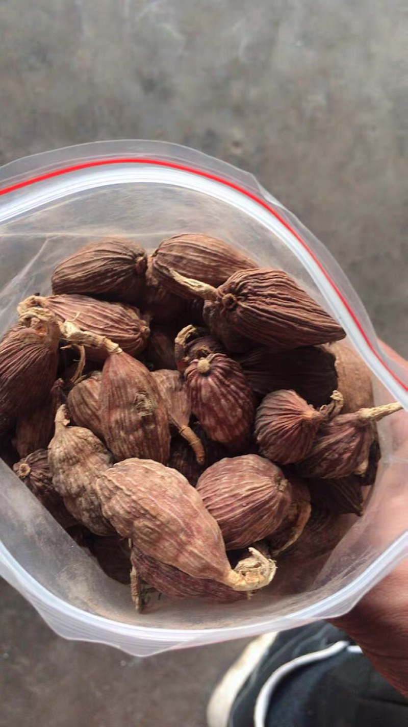 草果农家自种初选草果干货中药材农家初选农副产品