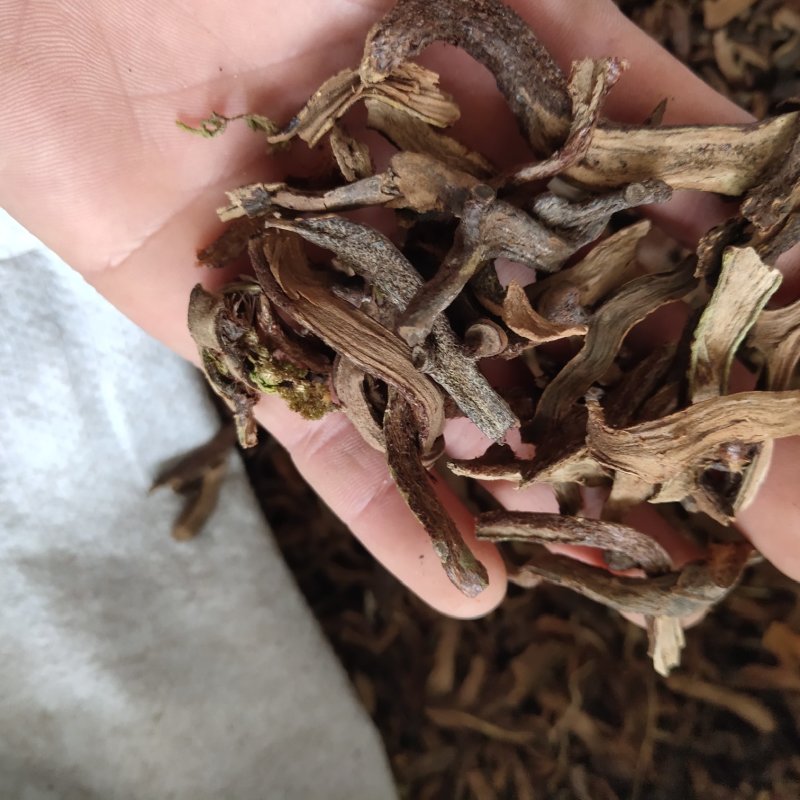 骨碎补生毛姜新货关书药业批发中药材花果茶