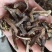 骨碎补生毛姜新货关书药业批发中药材花果茶