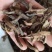 骨碎补生毛姜新货关书药业批发中药材花果茶