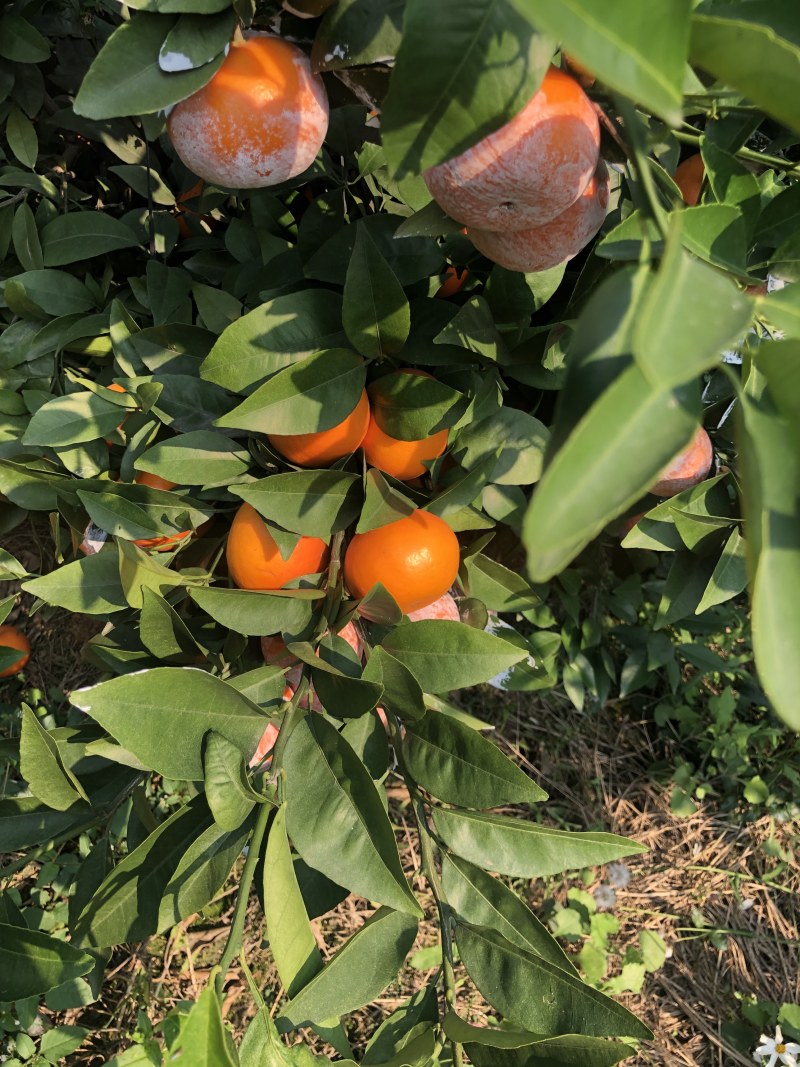 沃柑