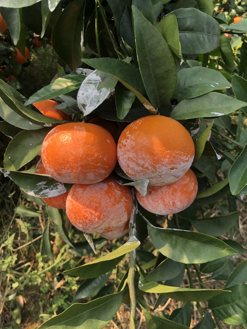 沃柑