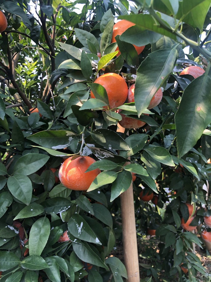 沃柑