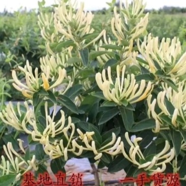 金银花改良升级品种产量大适应性强成活率高