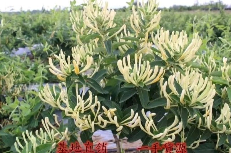 金银花改良升级品种产量大适应性强成活率高