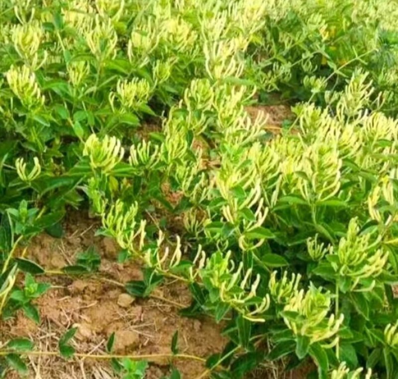 金银花改良升级品种产量大适应性强成活率高