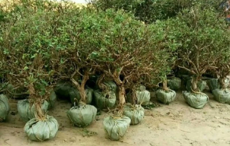 金银花改良升级品种产量大适应性强成活率高