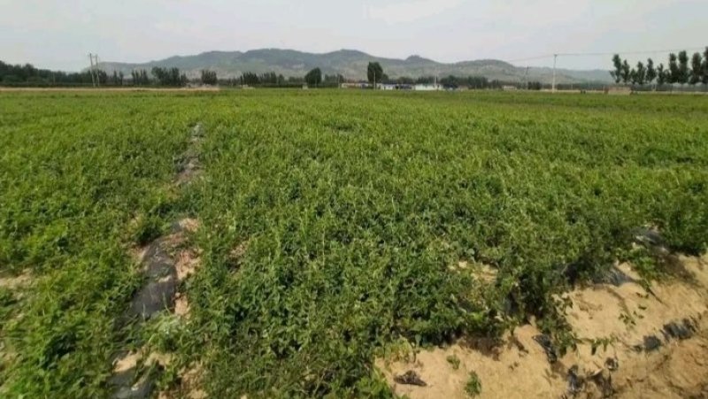 金银花改良升级品种产量大适应性强成活率高