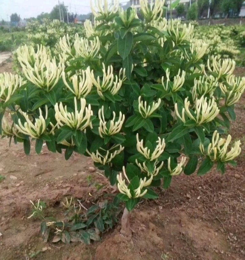 金银花改良升级品种产量大适应性强成活率高