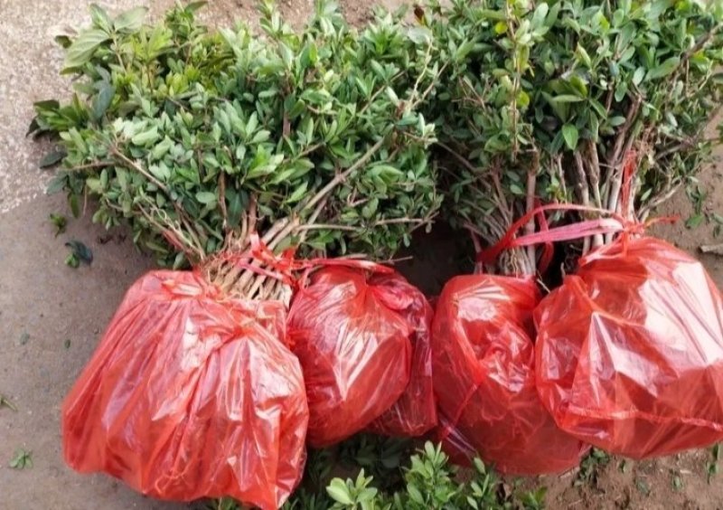 金银花改良升级品种产量大适应性强成活率高