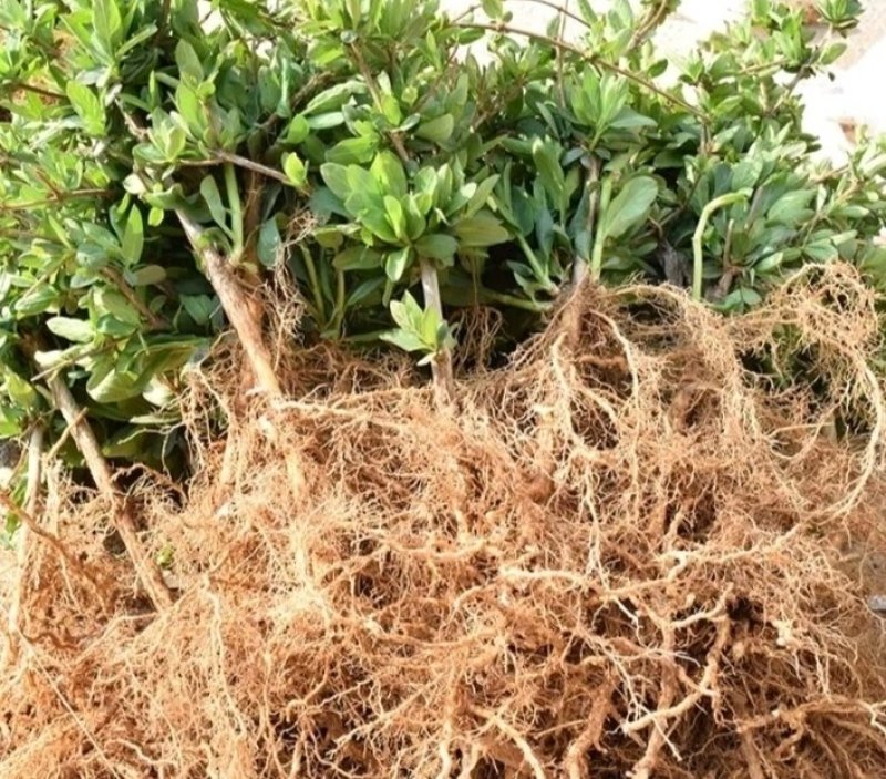 金银花改良升级品种产量大适应性强成活率高
