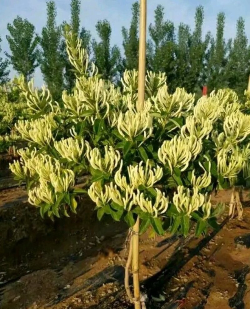 金银花改良升级品种产量大适应性强成活率高
