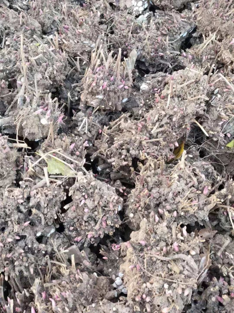 芍药芽苗，各种规格齐全，高产抗病，公司基地繁育，保质保量