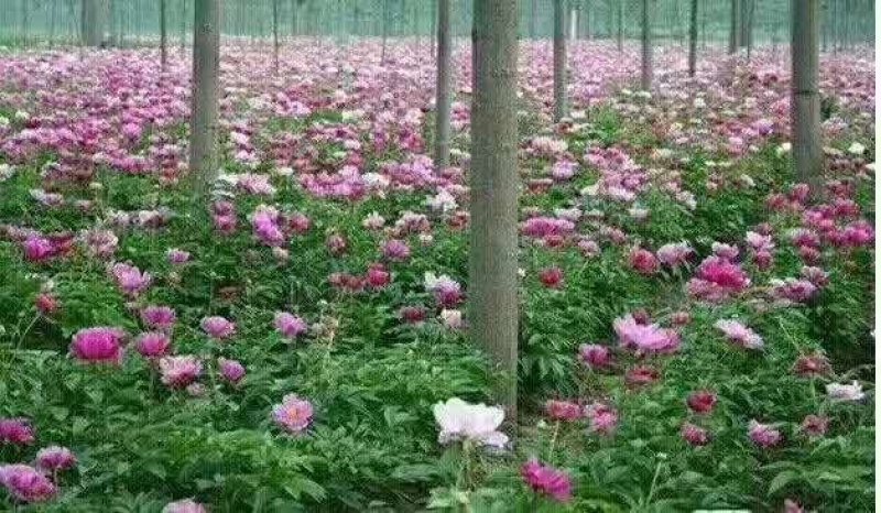 芍药芽苗，各种规格齐全，高产抗病，公司基地繁育，保质保量