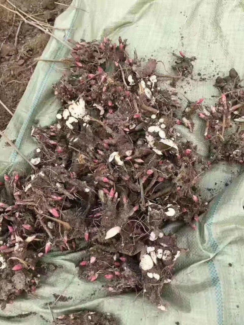 芍药芽苗，各种规格齐全，高产抗病，公司基地繁育，保质保量