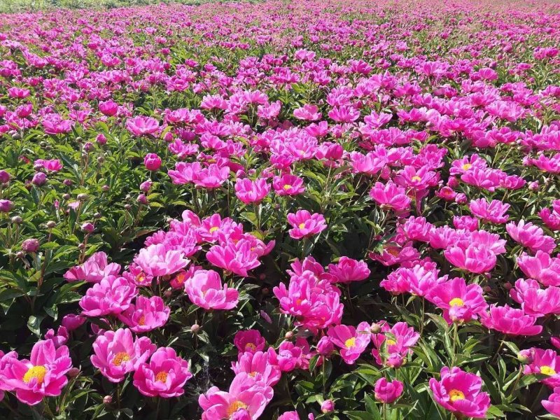 芍药芽苗，各种规格齐全，高产抗病，公司基地繁育，保质保量
