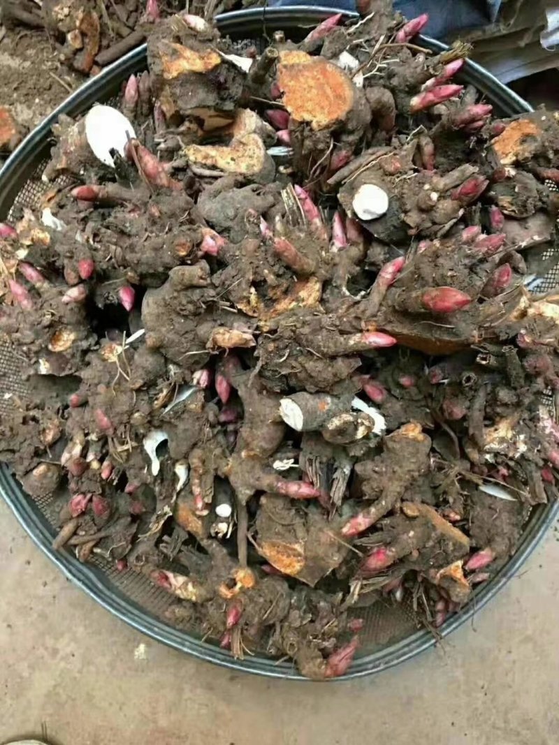 芍药芽苗，各种规格齐全，高产抗病，公司基地繁育，保质保量