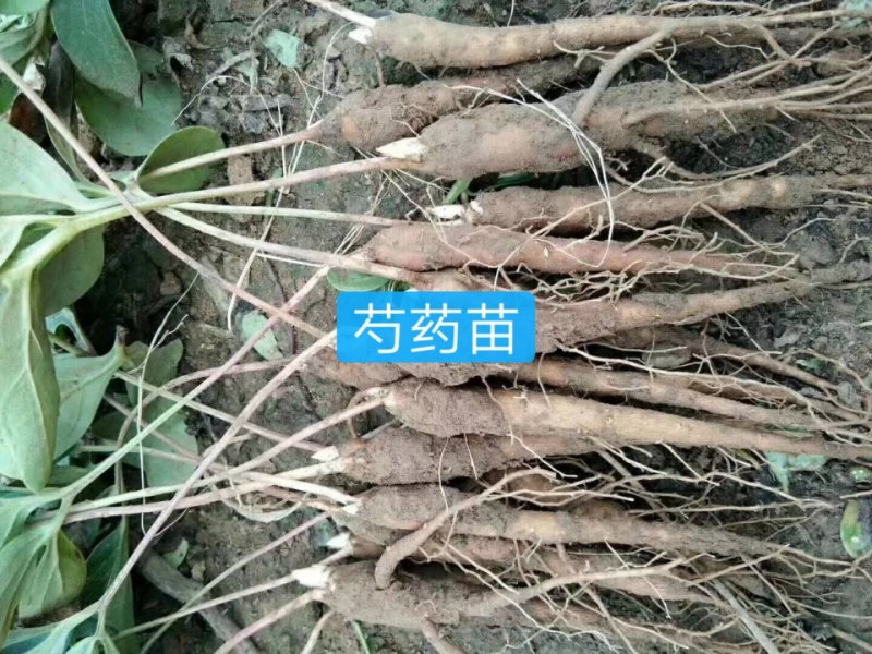 芍药芽苗，各种规格齐全，高产抗病，公司基地繁育，保质保量