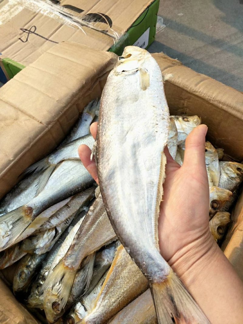 咸鱼白麟鱼，可以炸着吃红烧，酱炖都很好吃不包邮