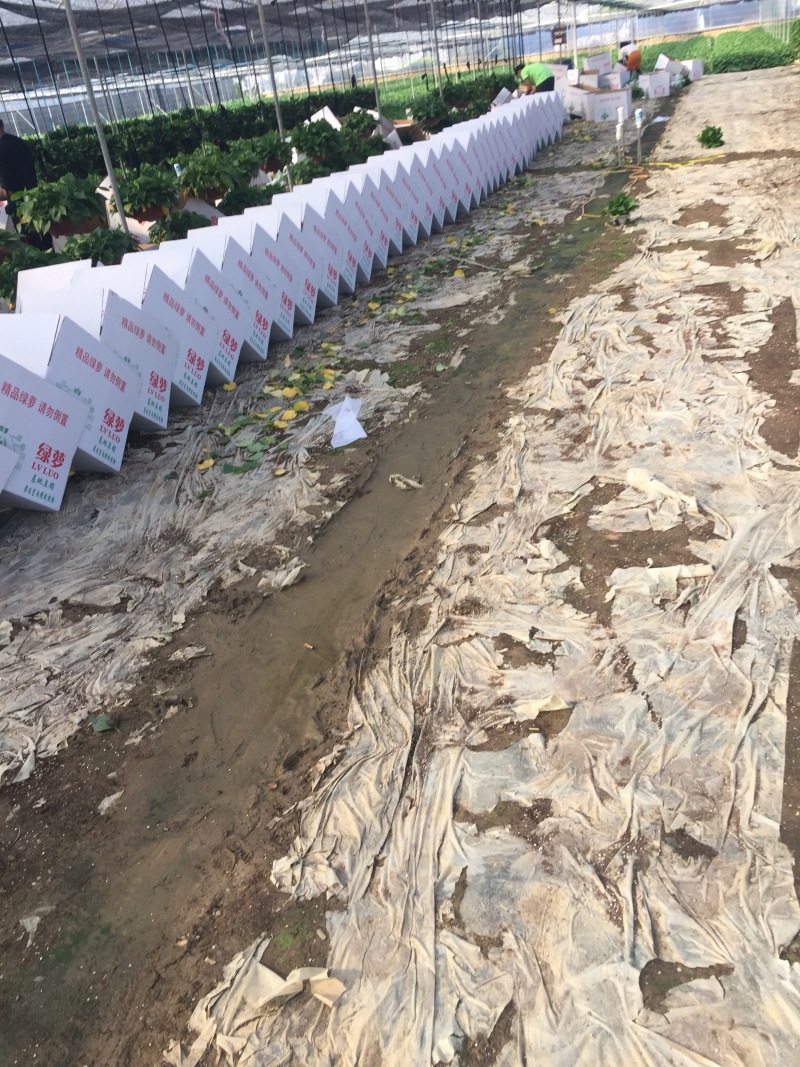 A货180规格精品绿萝基地直供价格实惠。