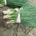 香葱小葱35~40cm