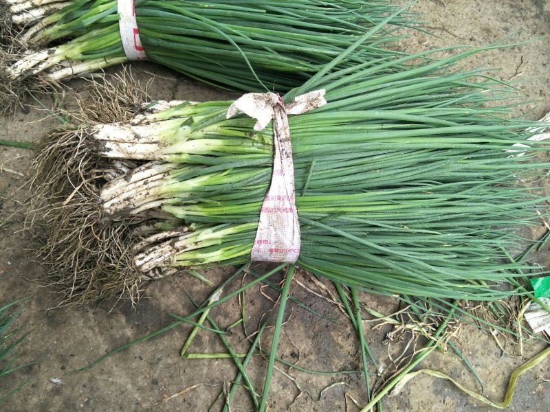 香葱小葱35~40cm