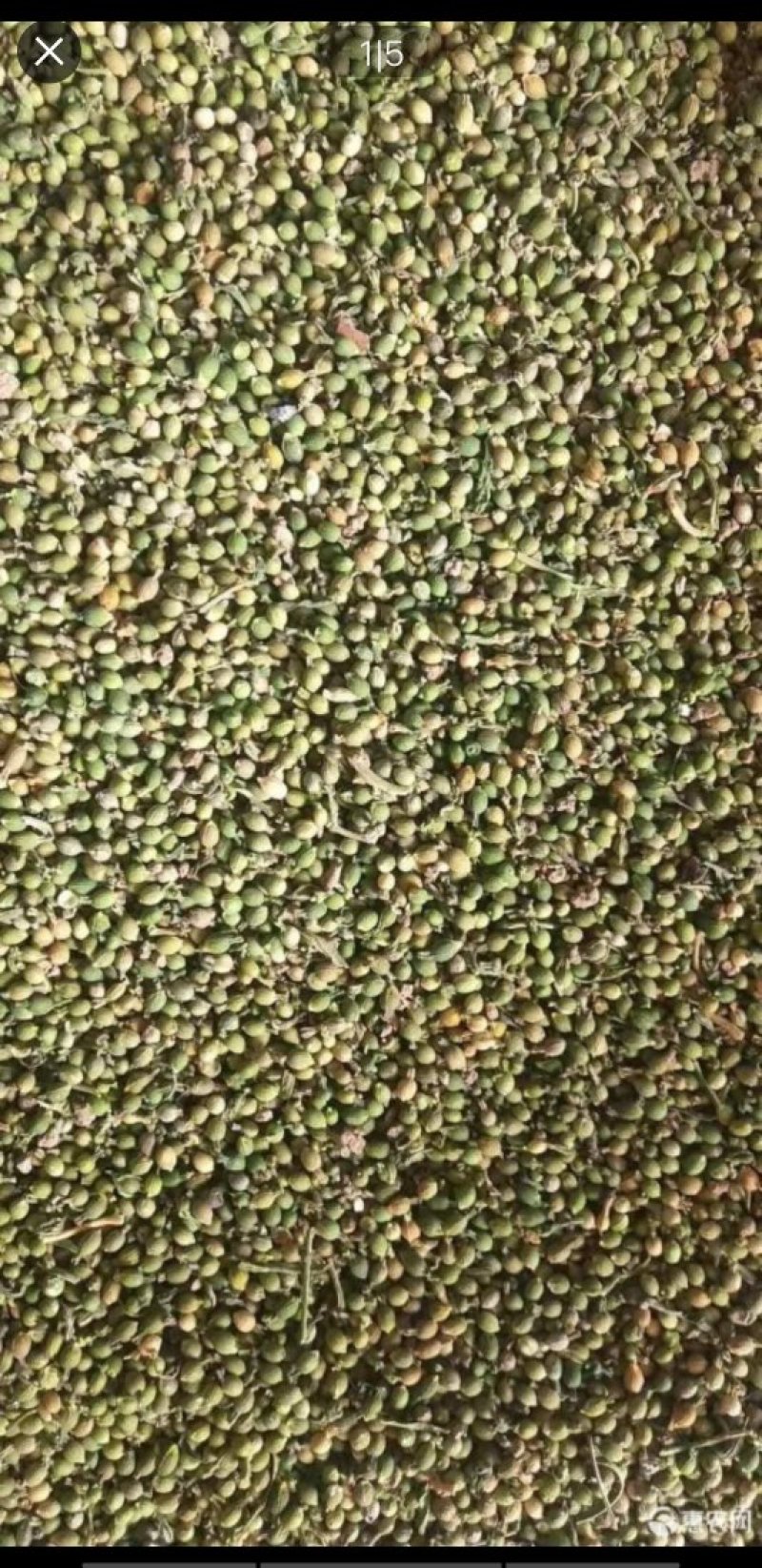 百蕊草种子，麦黄草种子，小米草种子，青龙草，野胡麻