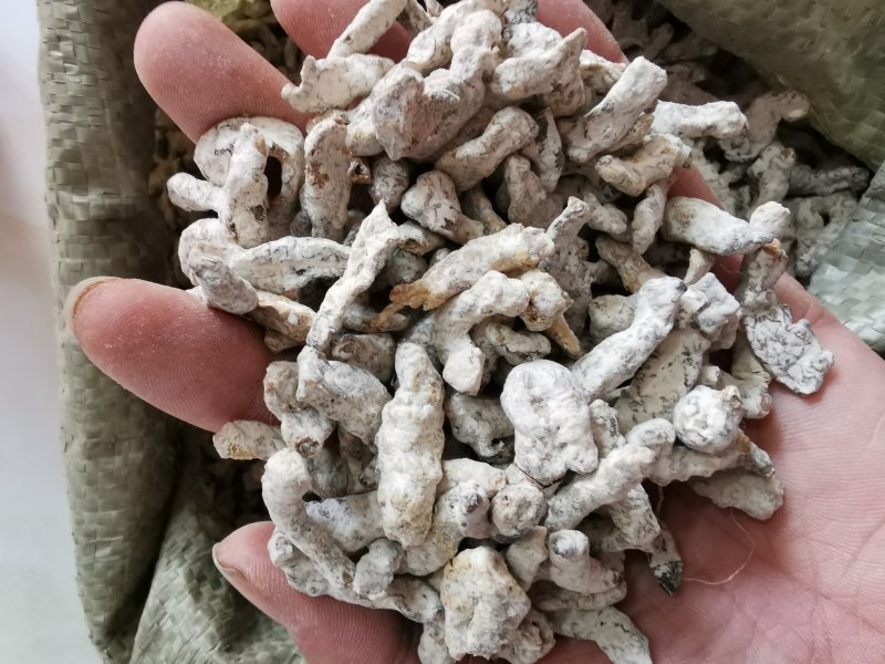 白僵蚕包邮产地直销量大从优