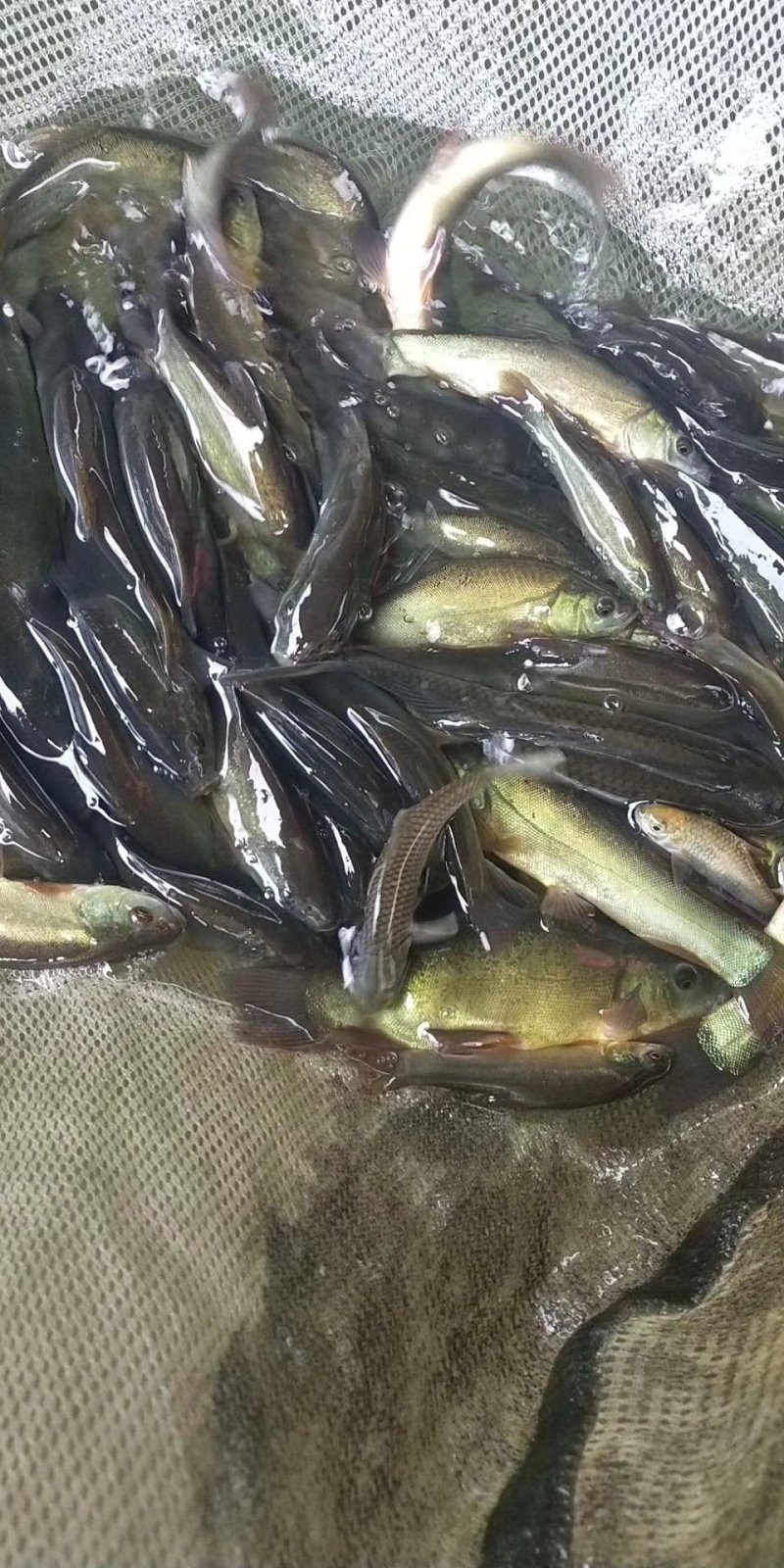 【送消毒水】精品草鱼苗大量出售提供指导品种多电话联系