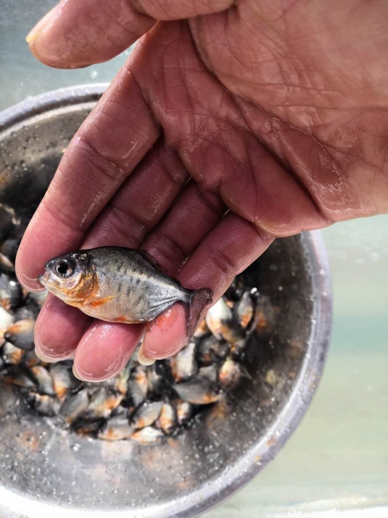 鲳鱼苗淡水白鲳鱼苗鲳鱼苗场淡水鱼苗场