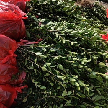 湘林系列良种嫁接油茶苗，分枝多，根系发达，