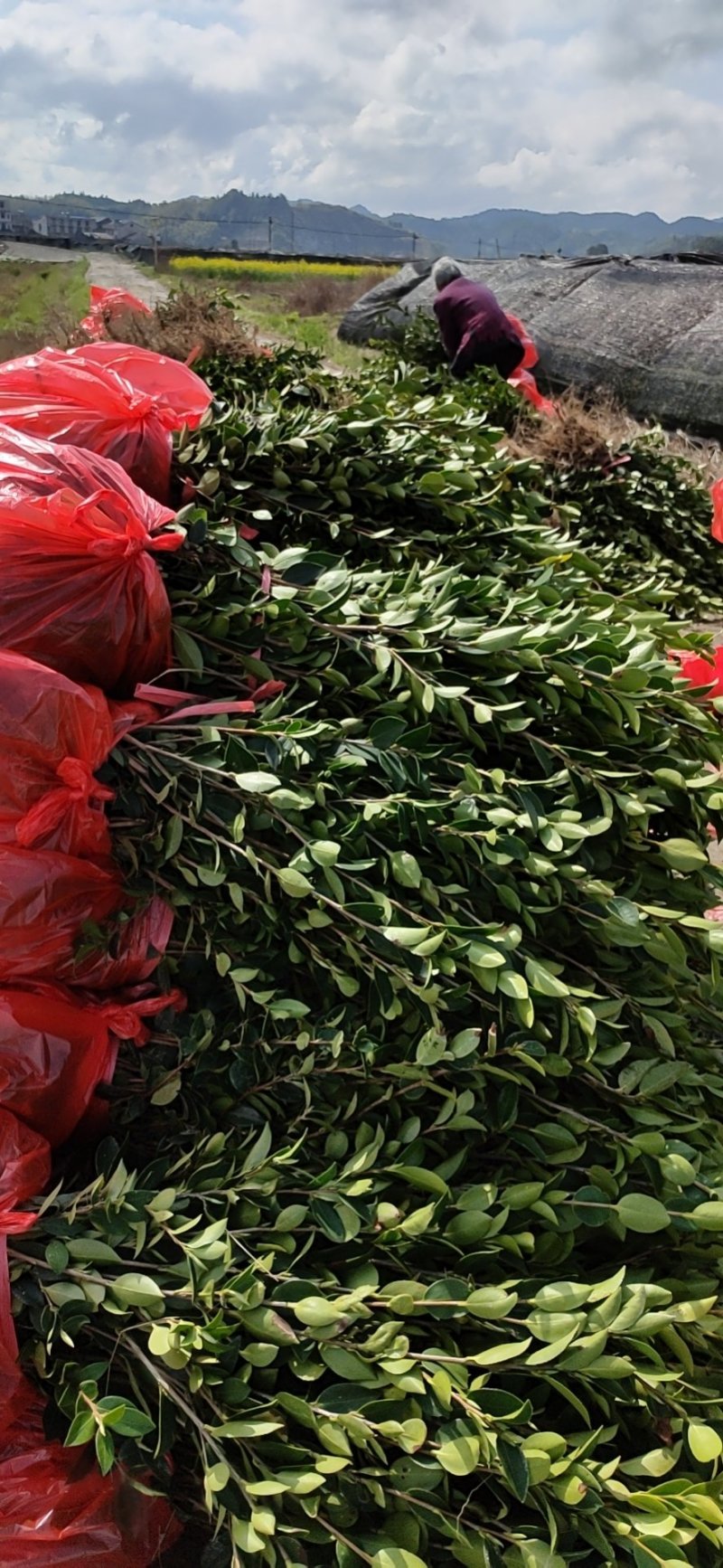 湘林系列良种嫁接油茶苗，分枝多，根系发达，
