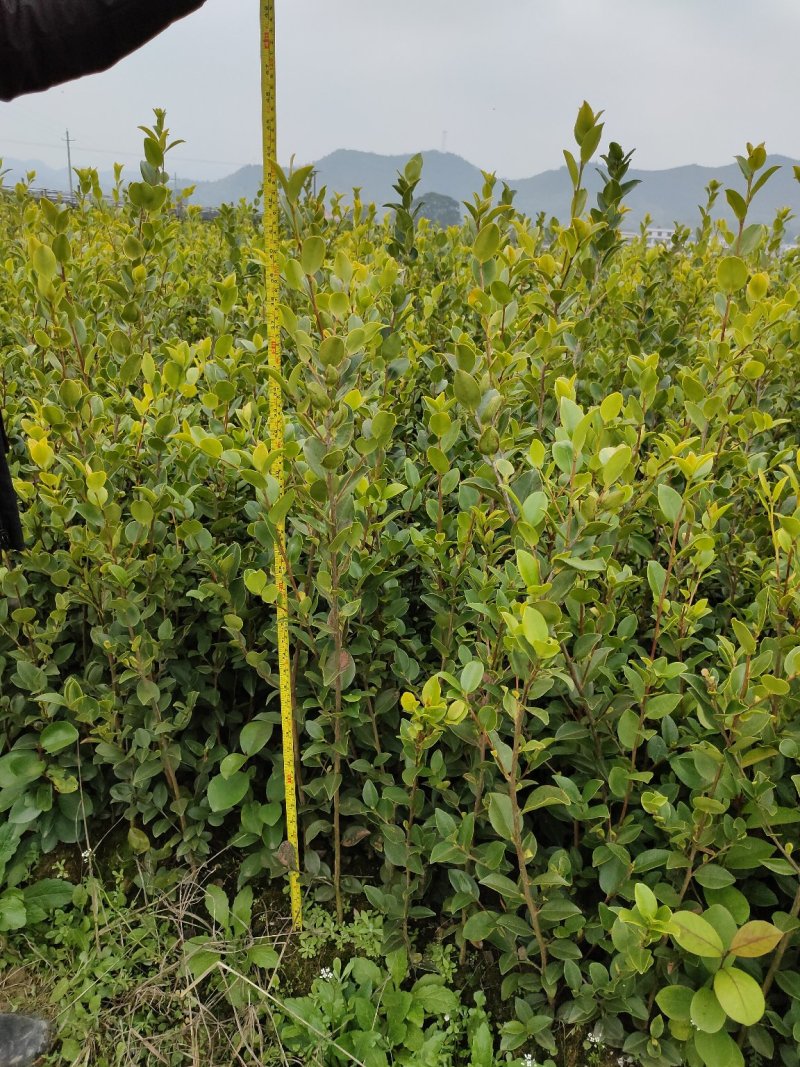 湘林系列良种嫁接油茶苗，分枝多，根系发达，