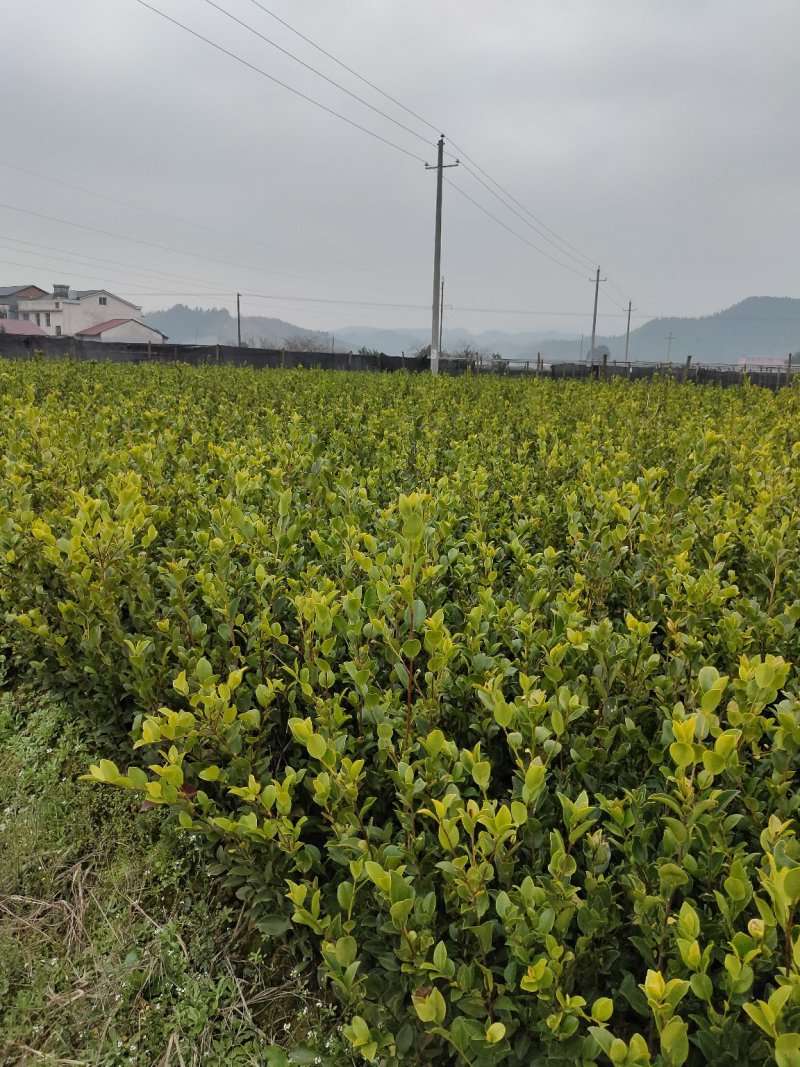 湘林系列良种嫁接油茶苗，分枝多，根系发达，