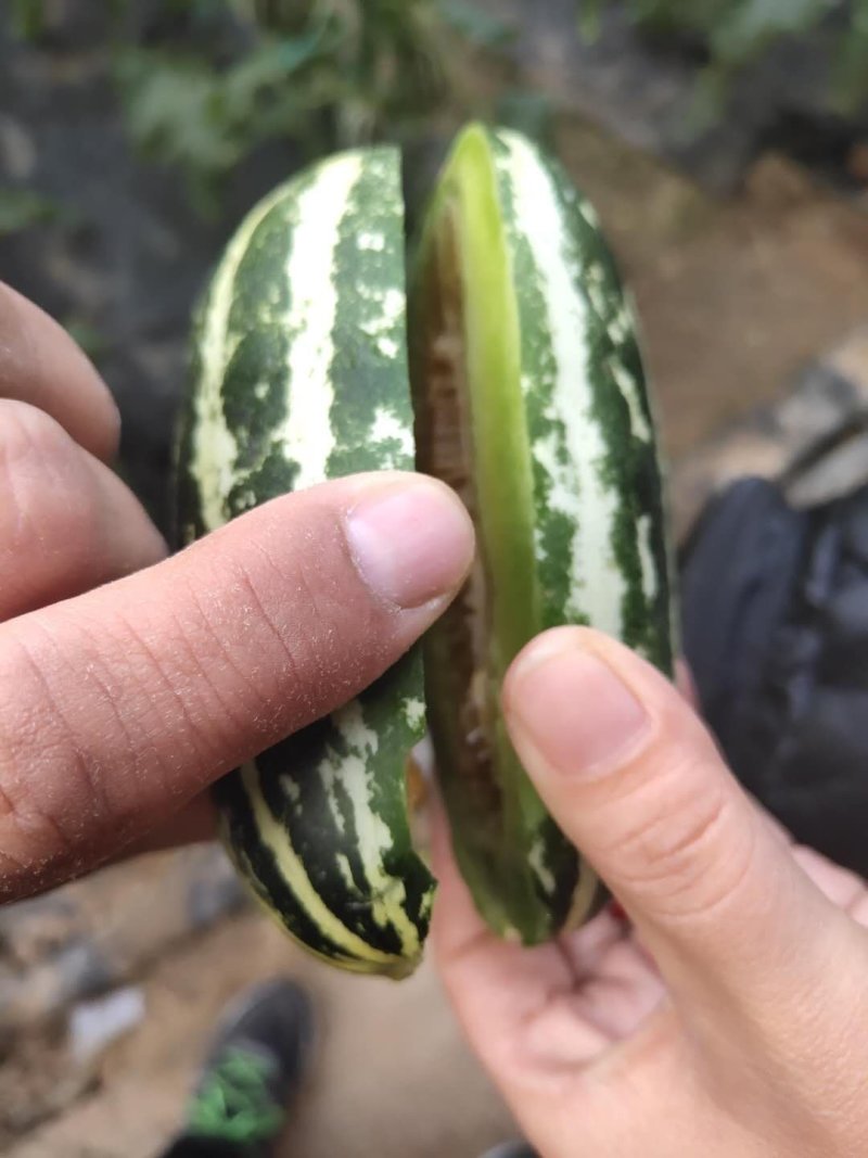 精品博洋九号，九一甜瓜大量供应，产地直发现摘现装一手货源