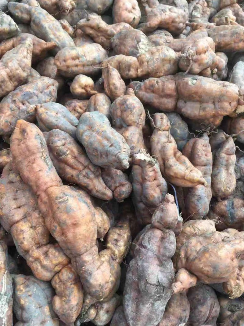 何首乌苗，投资小，效益高，，成活率高，种植简单易管理