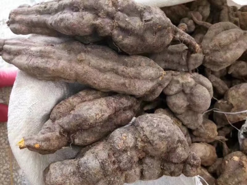 何首乌苗，投资小，效益高，，成活率高，种植简单易管理