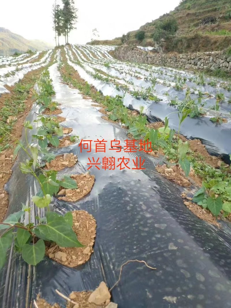 何首乌苗，投资小，效益高，，成活率高，种植简单易管理