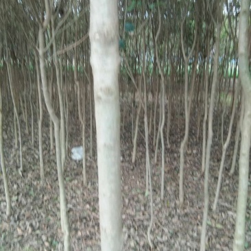 自家土地10余亩，大量大叶冬青，少量桂花，5年树