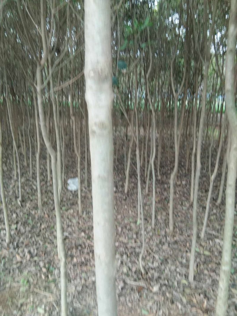 自家土地10余亩，大量大叶冬青，少量桂花，5年树