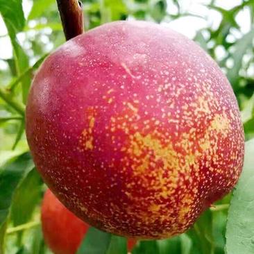 油桃树苗，适合南北种植。五月份成熟。成活率高
