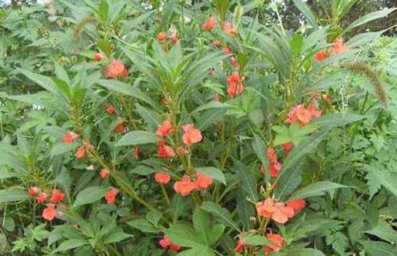 急性子两斤以上包邮凤仙花子指甲花籽指甲花籽