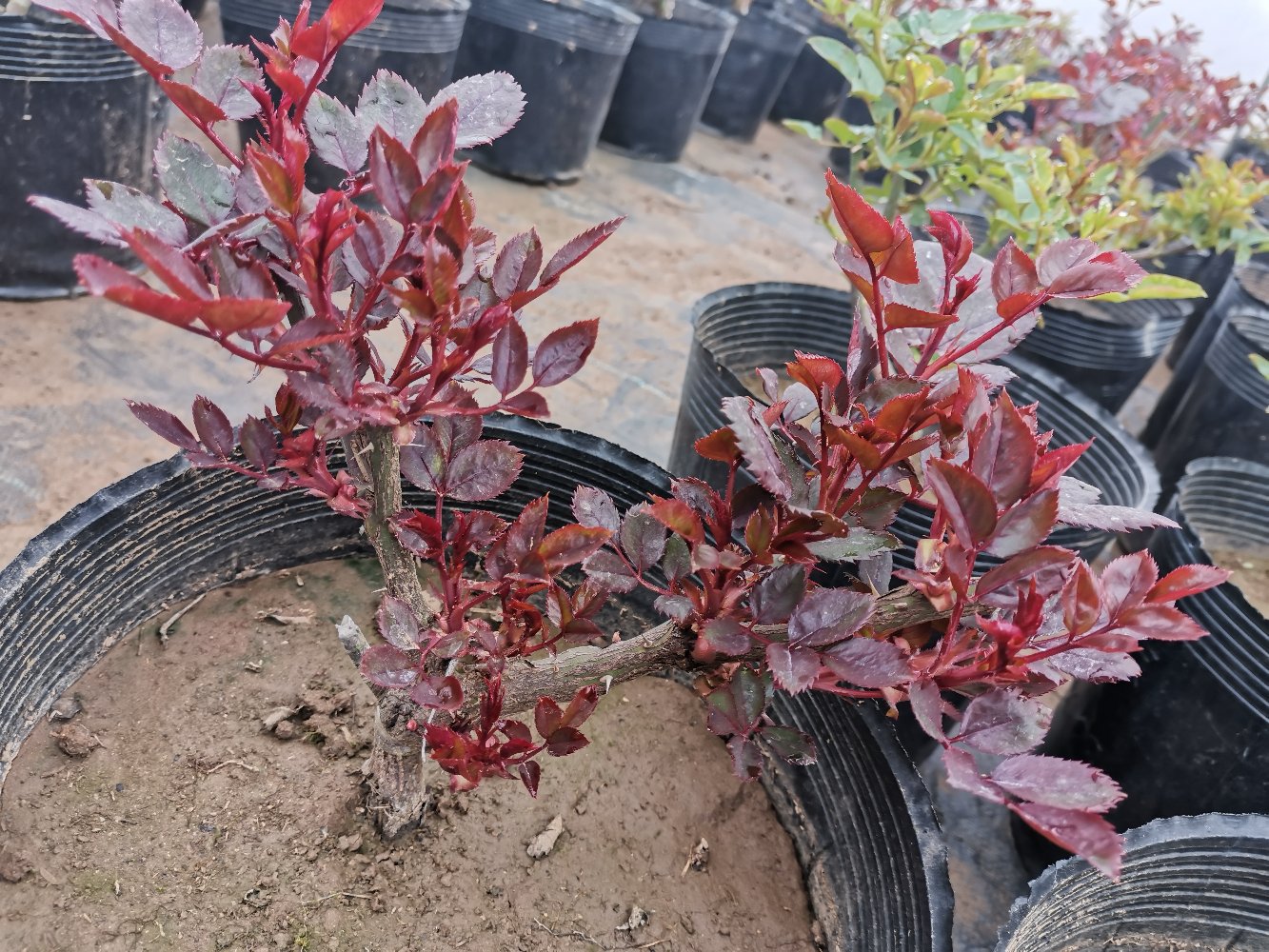 欧洲月季整体外观